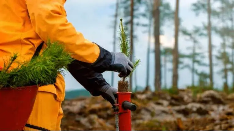 Proyecto de reforestaci&oacute;n.BBVA