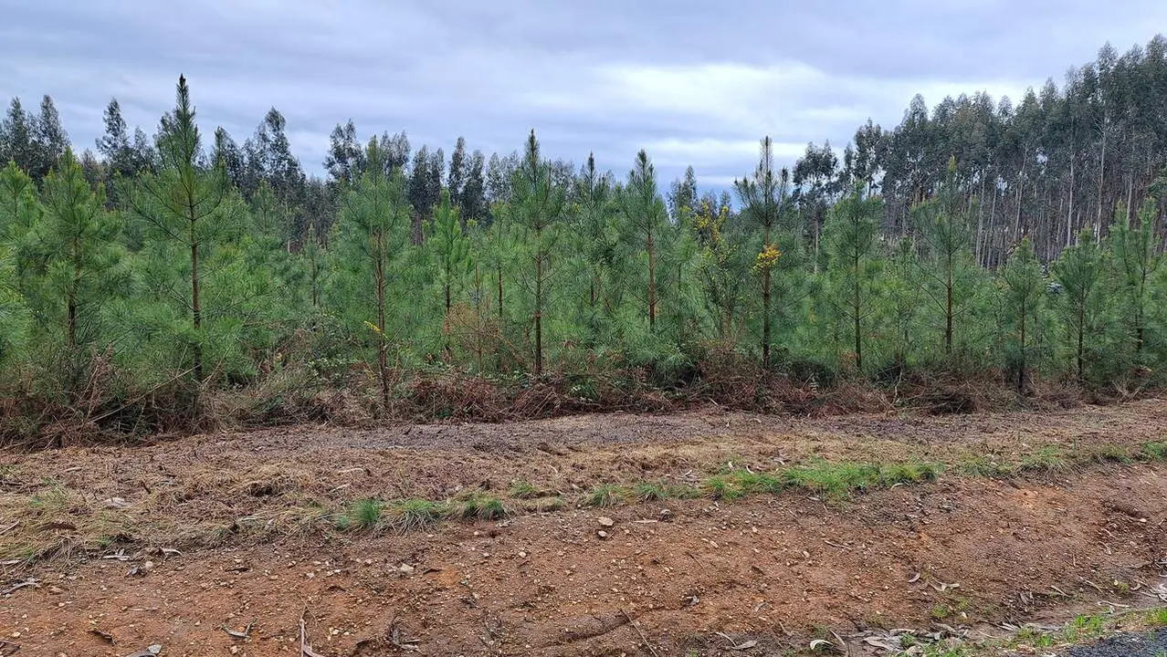 Plantaci&oacute;n de pino taeda. AEP