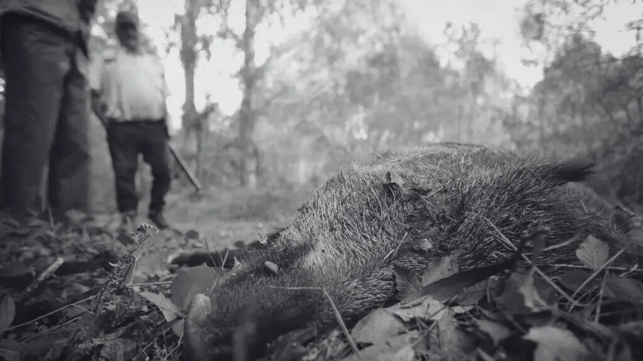 Cazadores miran un xabar&iacute;n /AEP