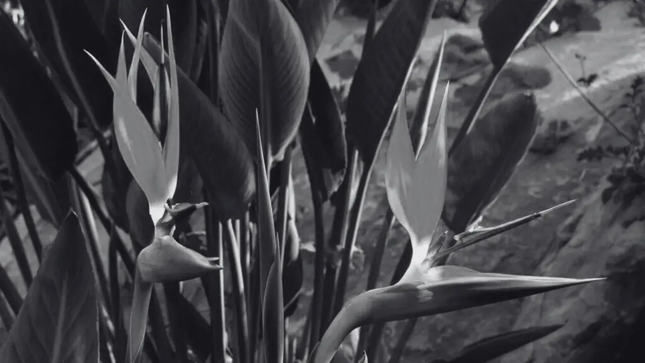 Ave del para&iacute;so /EP