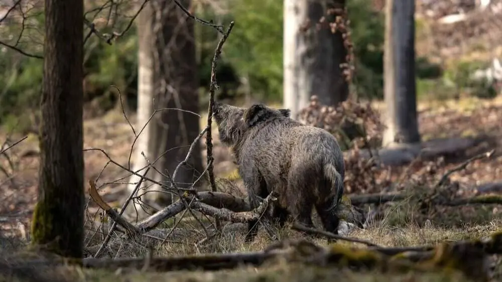 Un jabal&iacute;. AEP