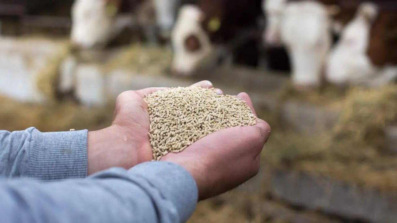 Farmer giving granules to cows