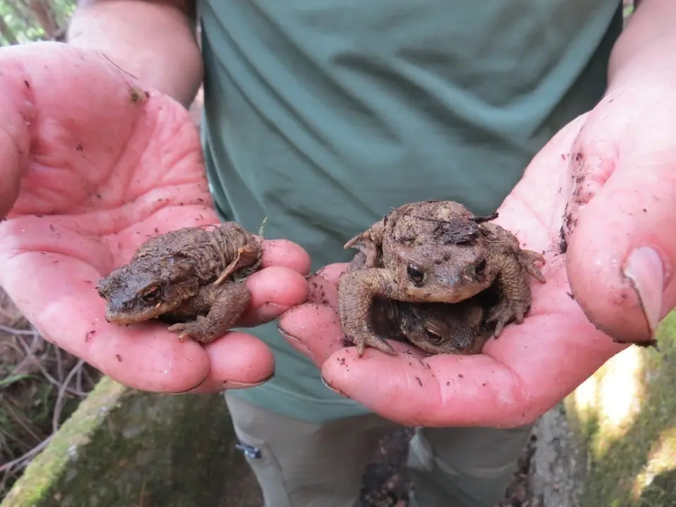 Salvando sapos Galerías Álbum Galiciae