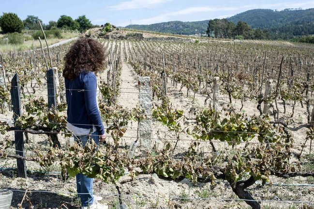 Una viticultora observa los desperfectos ocasionados por las heladas en las cepas de su viñedo situado en San Cristovo