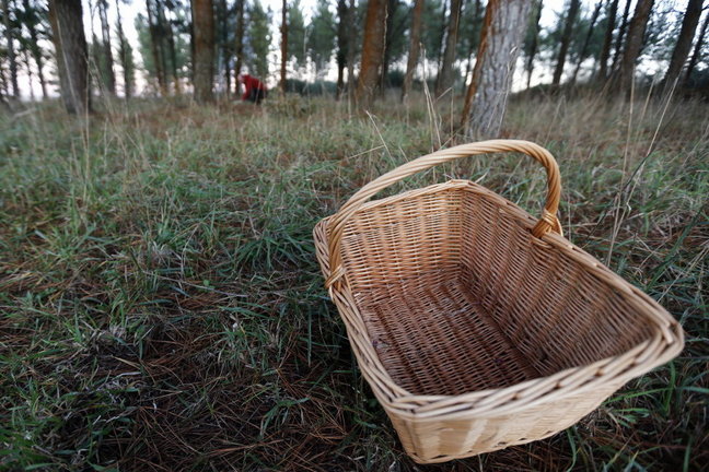 Una cesta vacía durante una jornada de recogida de setas