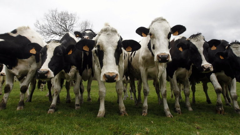 Vacas de raza frisona en una explotación ganadera