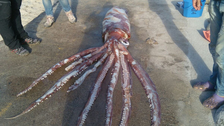 El calamar gigante hallado en Bares. AEP