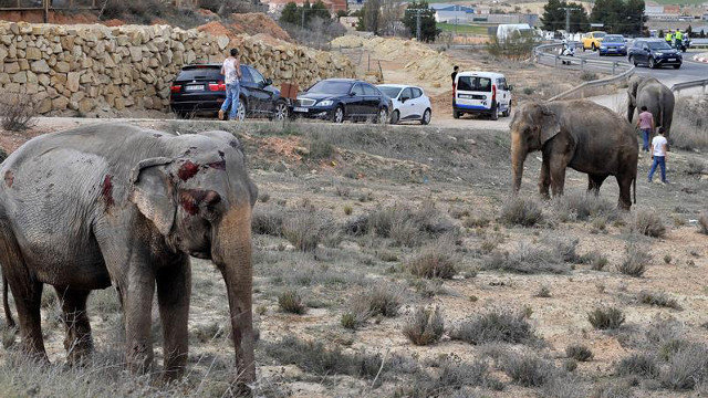 Los elefantes heridos tras el accidente en Albacete. MANU (EFE)