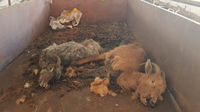 Animales hallados muertos en Piñor. SEPRONA