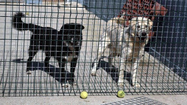 Perros en las instalaciones de la protectora Os Palleiros, de Pontevedra. DP