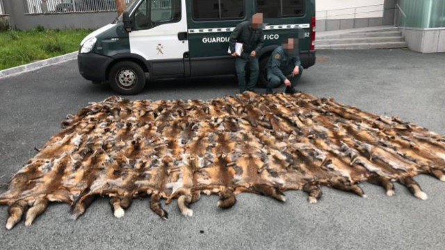 Las pieles de zorro requisadas en Ferrol. EP