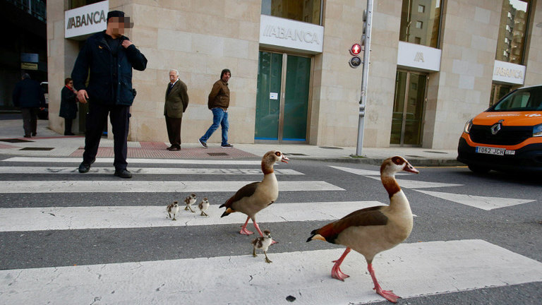 La familia de gansos del Nilo cruzando la calle en Pontevedra. GONZALO GARCÍA