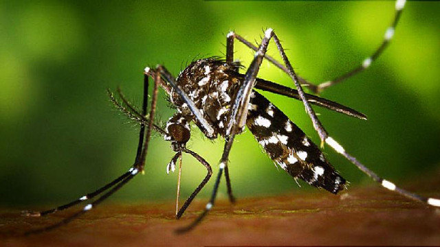 Mosquito tigre, causante de chikungunya. ECOLOGISTAS EN ACCIÓN