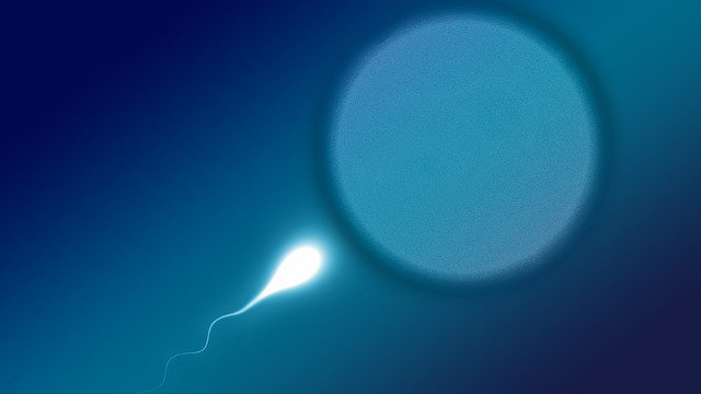Recreación artística de un espermatozoide y un óvulo