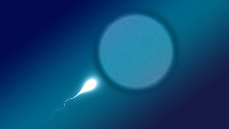 Un espermatozoide avanza hacia un óvulo. EP