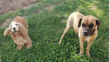 Denuncian la muerte por envenenamiento de dos perros en Castrelo do Val. EP