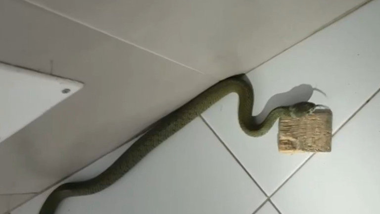Imagen de la serpiente encontrada en el domicilio. TVG