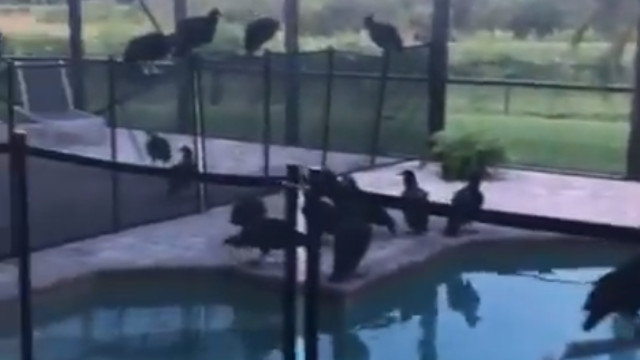 Os voitres, na piscina da casa, en Florida. TWITTER