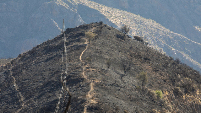 Parte del monte arrasado por las llamas en Gran Canaria. EFE