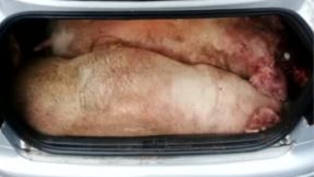 Cerdos en el maletero. TVG