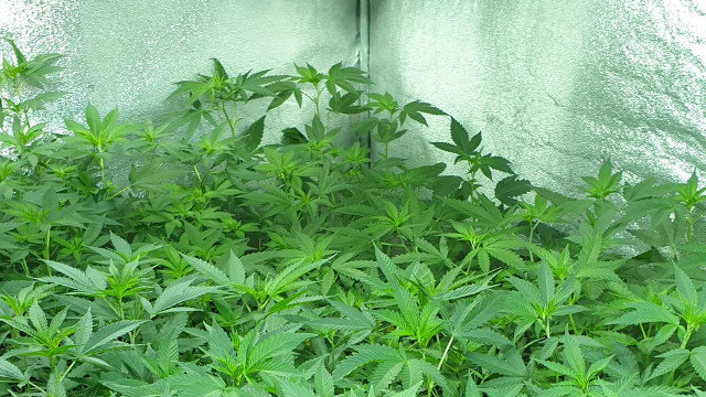 Unha parte das plantas de marihuana localizadas nunha vivenda en Abegondo. GARDA CIVIL