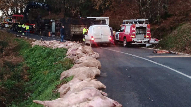 Camión de transporte de cerdos accidentado en Dozón. BOMBEROS