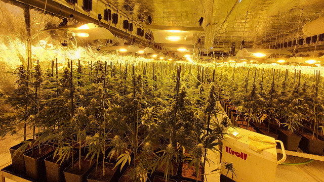 Plantación de marihuana no interior dun chalé en Barreiros. GUARDIA CIVIL