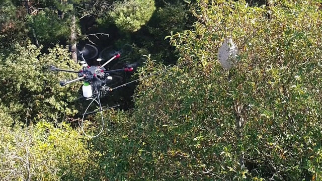 Uno dron equipado con una pértiga retrácticl que inyecta veneno en un nido de velutinas. AEROCÁMARAS