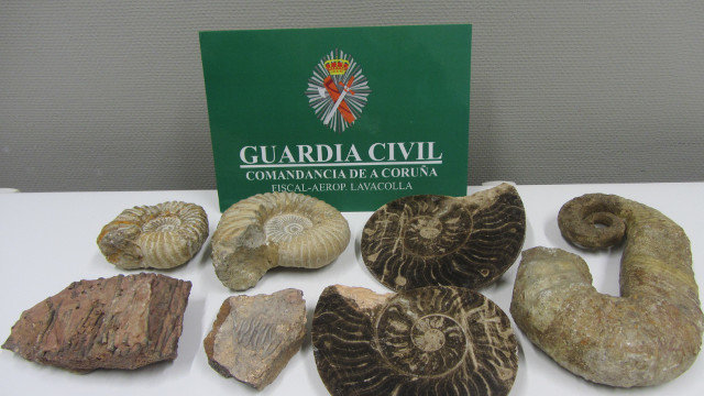 Os fósiles que foron incautados no aeroporto de Lavacolla. GARDA CIVIL