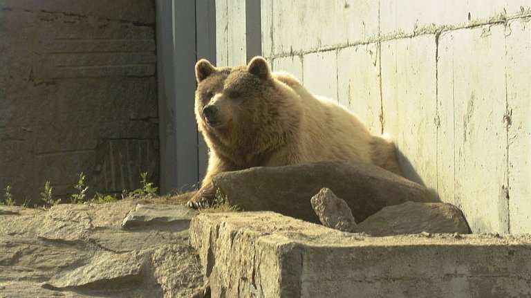 El oso pardo es uno de los animales más confinados en el zoológico de A Madroa respecto al espacio vital que necesita. ADP