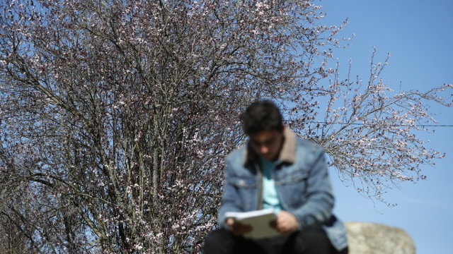 Árboles en flor en Lugo en febrero. XESÚS PONTE