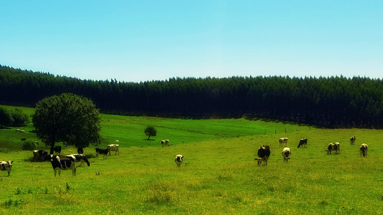 Vacas pastando en un campo. AEP