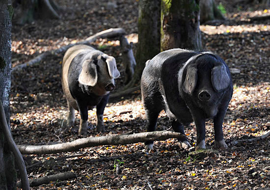 Cerdos autóctonos en montes de Zarro (A Fonsagrada)
