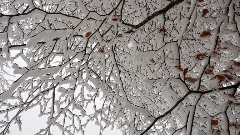 Nieve en las ramas de un árbol en O Cebreiro. ELISEO TRIGO (EFE)