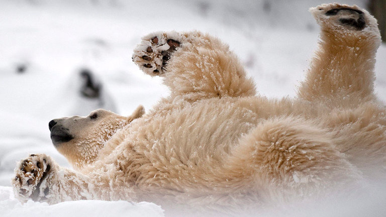 Un oso polar xoga na neve. EFE