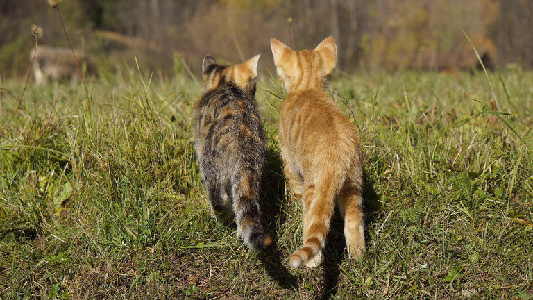 Dos gatos investigando en plena naturaleza. EP
