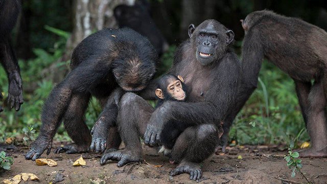 &#39;Wounda&#39; con la cría de otro chimpancé del regufio Jane Goodalls. FERNANDO TURMO