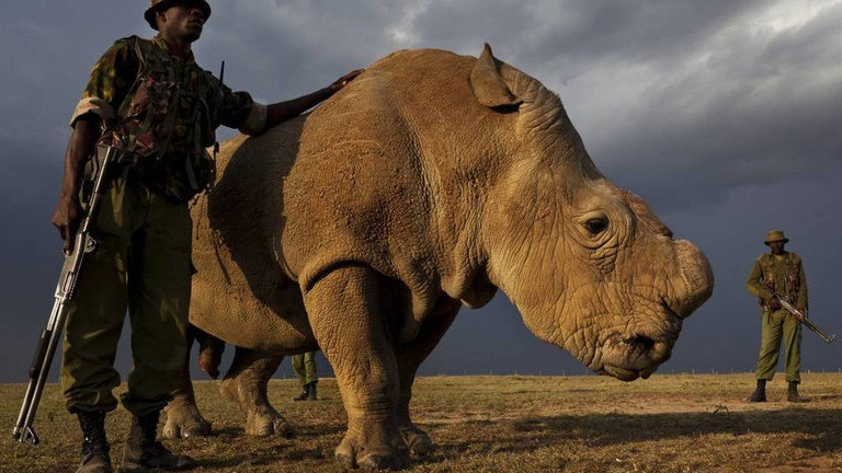 El rinoceronte blanco Sudán. TWITTER