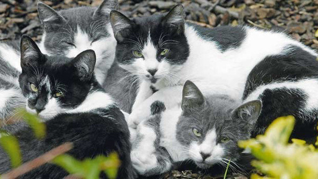 Un grupo de gatos (Imagen para el Blog de Rafa Cabeleira)