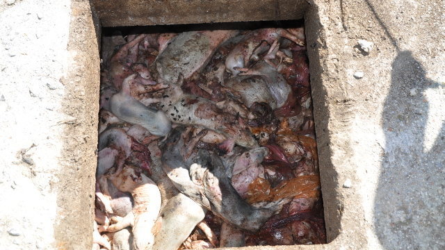 Una detenida en Sarria por explotación laboral en una granja de cerdos. CNP