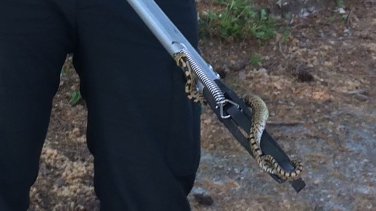 La serpiente retirada por el Seprona en Tui. GUARDIA CIVIL