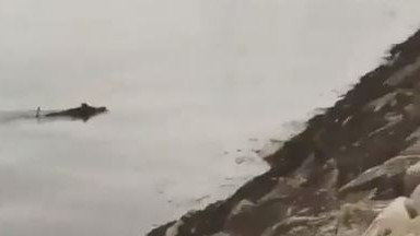 Un jabalí nadando en Caranza. @AgrasFer (TWITTER)
