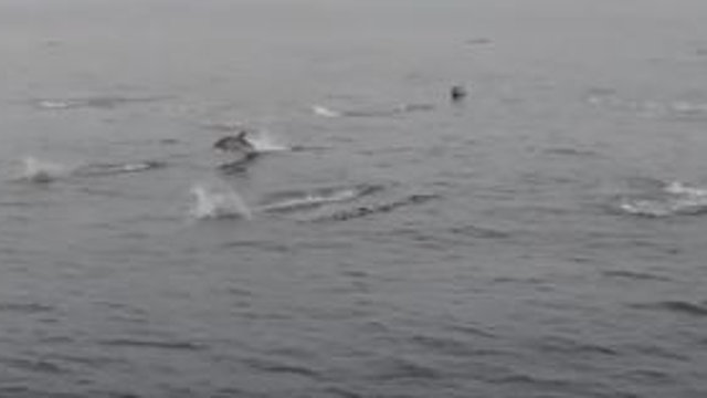 Delfines cerca de las Cíes. DP