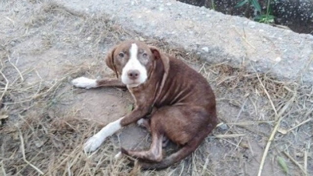 Estrella, la perra que ayudó con su calor y compañía a sobrellevar la noche a un anciano perdido. TVG