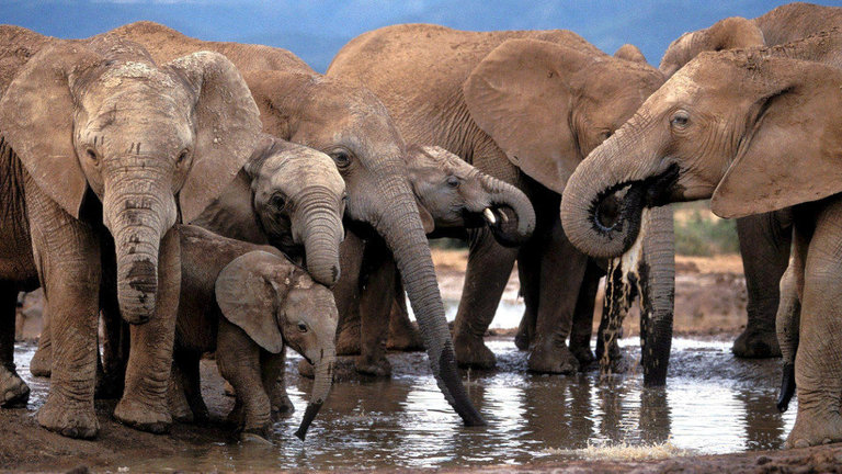 Manda de elefantes nun parque africano. EP