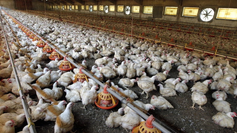 Pollos en una granja. AEP