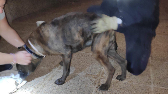 El perro rescatado en Palma. BOMBEROS