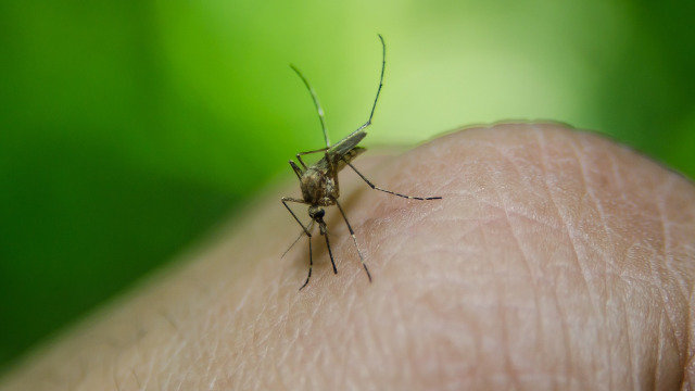 Mosquito. PIXABAY