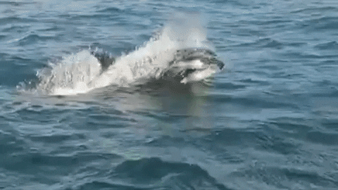 Imagen de archivo del ataque, hace unos días, de un grupo de orcas a un velero de las Rías Baixas