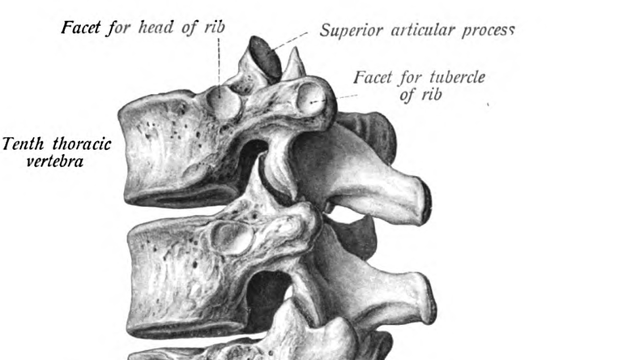 Vértebras